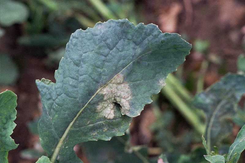 It may be another season where growers are playing catch up with light leaf spot control after the unseasonably warm winter.