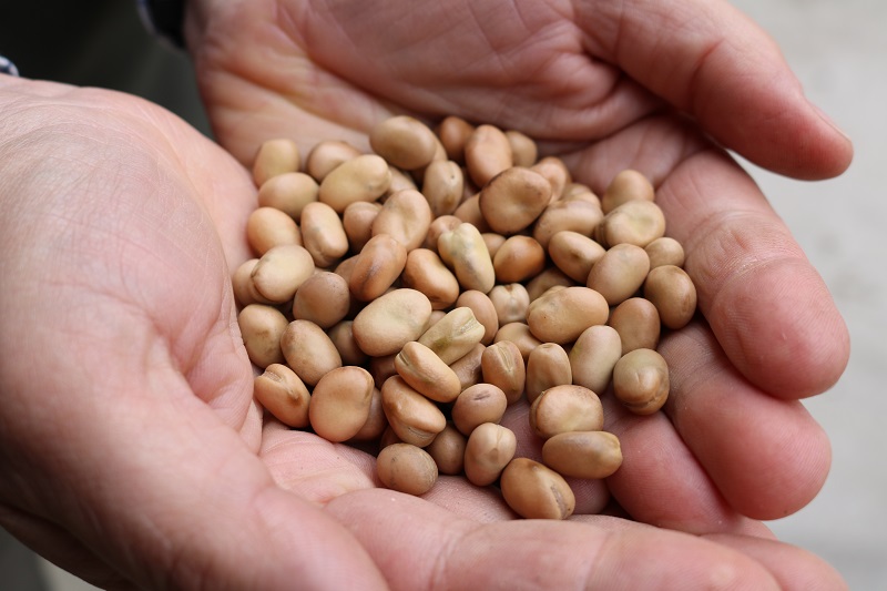 The farm’s 2015 crop of Vertigo won best spring bean sample in the British Edible Pea Association awards.