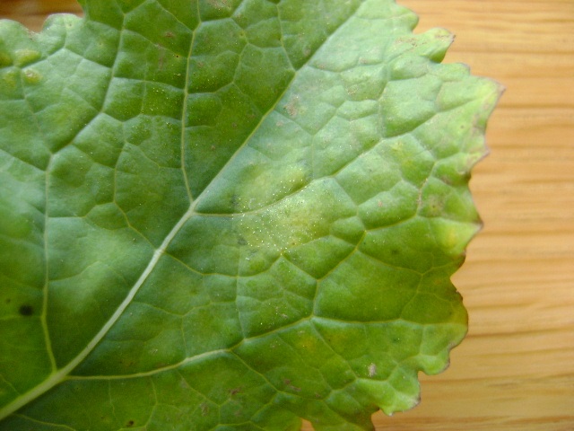 LLS has a long latent phase so early symptoms are difficult to see, especially on wet leaves and the disease can also often initially appear just in patches.