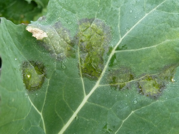 On looking closely at the lesion, it’s possible to spot tiny spore droplets (acervuli), usually around the outer edge of the lesion and often on both leaf surfaces.