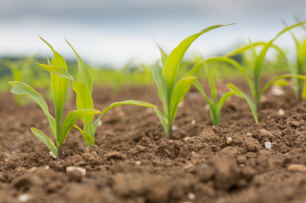 Maize agronomy - Up, up and away - cpm magazine