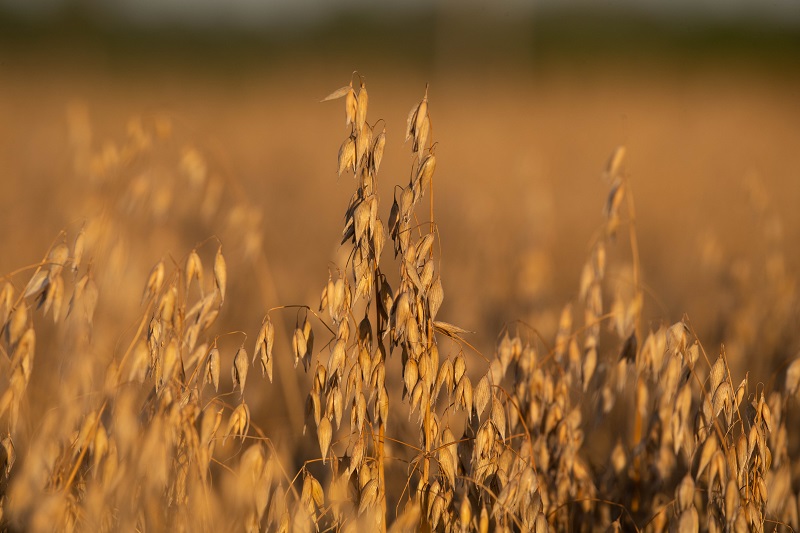 Rotational resilience - The cereal with health at its heart - Crop ...