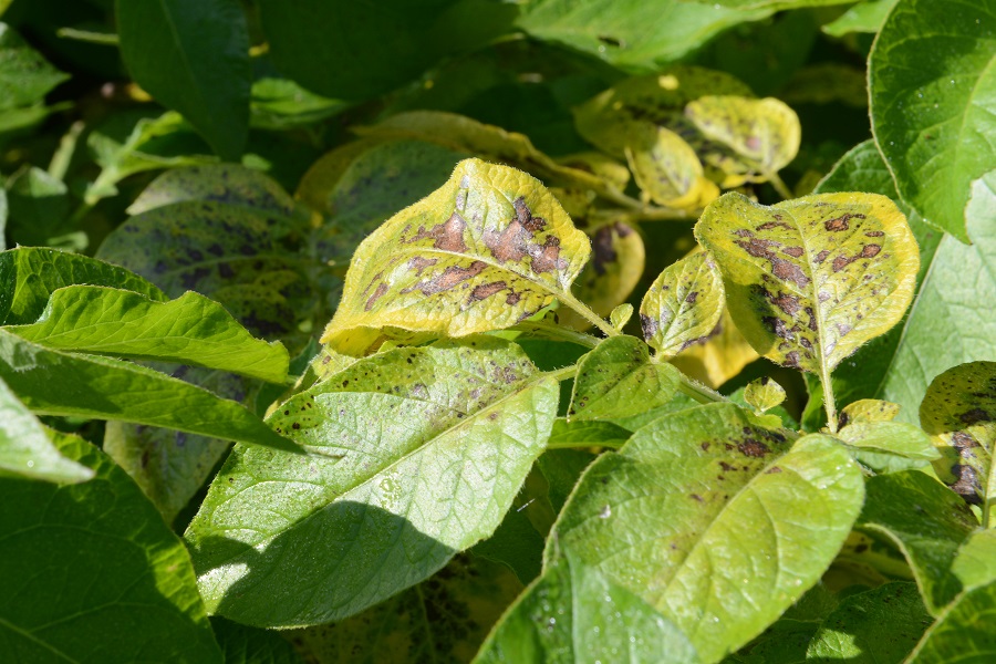 Potatoes - Alternaria – another evolving threat? - Crop Production Magazine