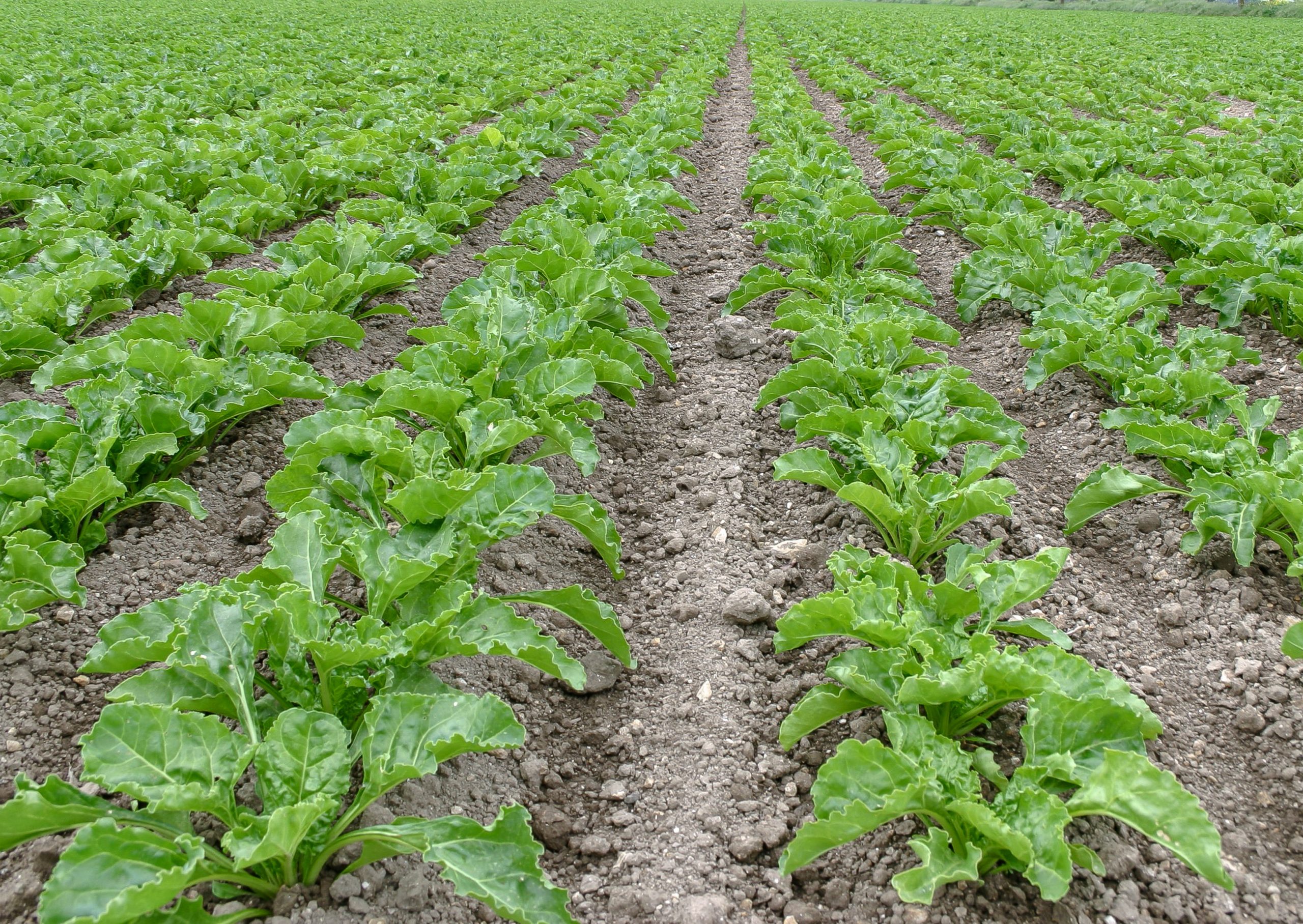 New one-year sugar beet contract agreed for 2022. - Crop Production ...