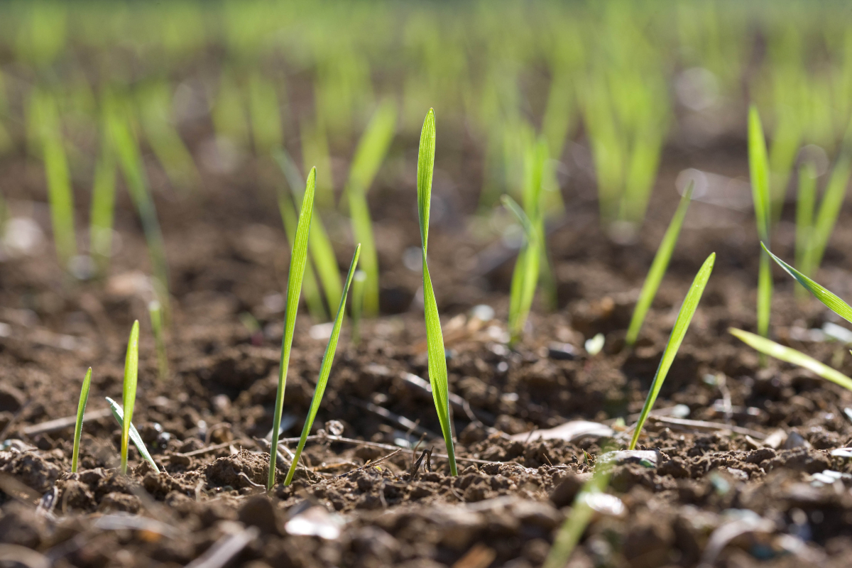 Fit for the future - Growing healthy soils - Crop Production Magazine