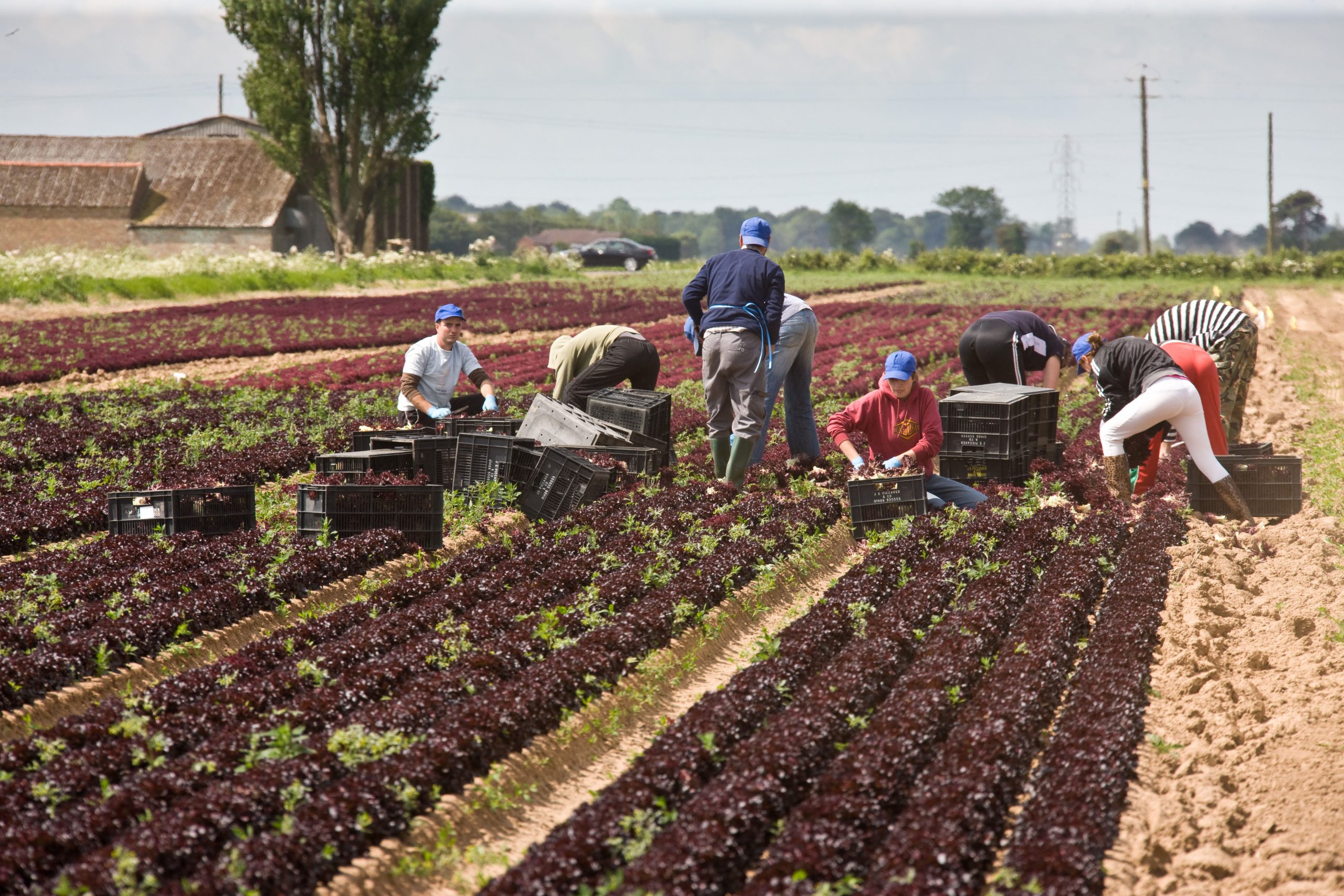 Seasonal Worker scheme extended until the end of 2024 Crop Production