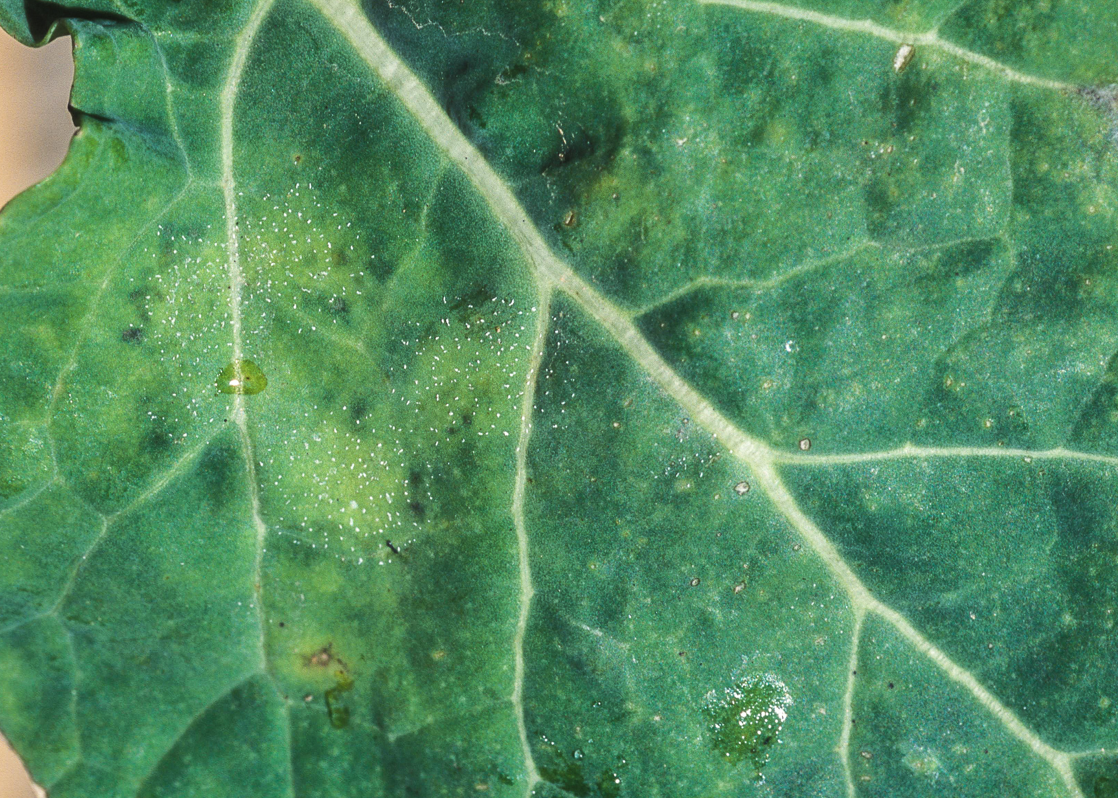 Rapid test light leaf spot in available from September - cpm magazine