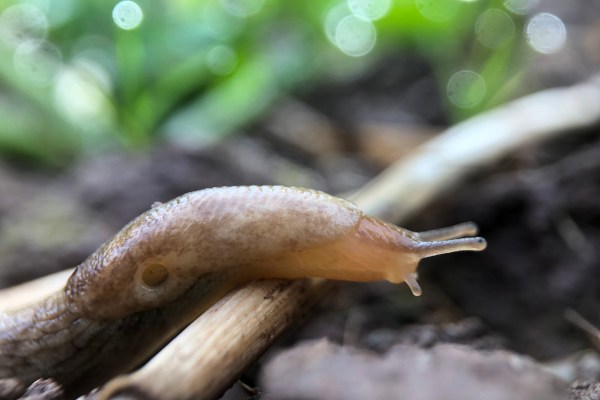 An image of a slug in a field moving over stubble.