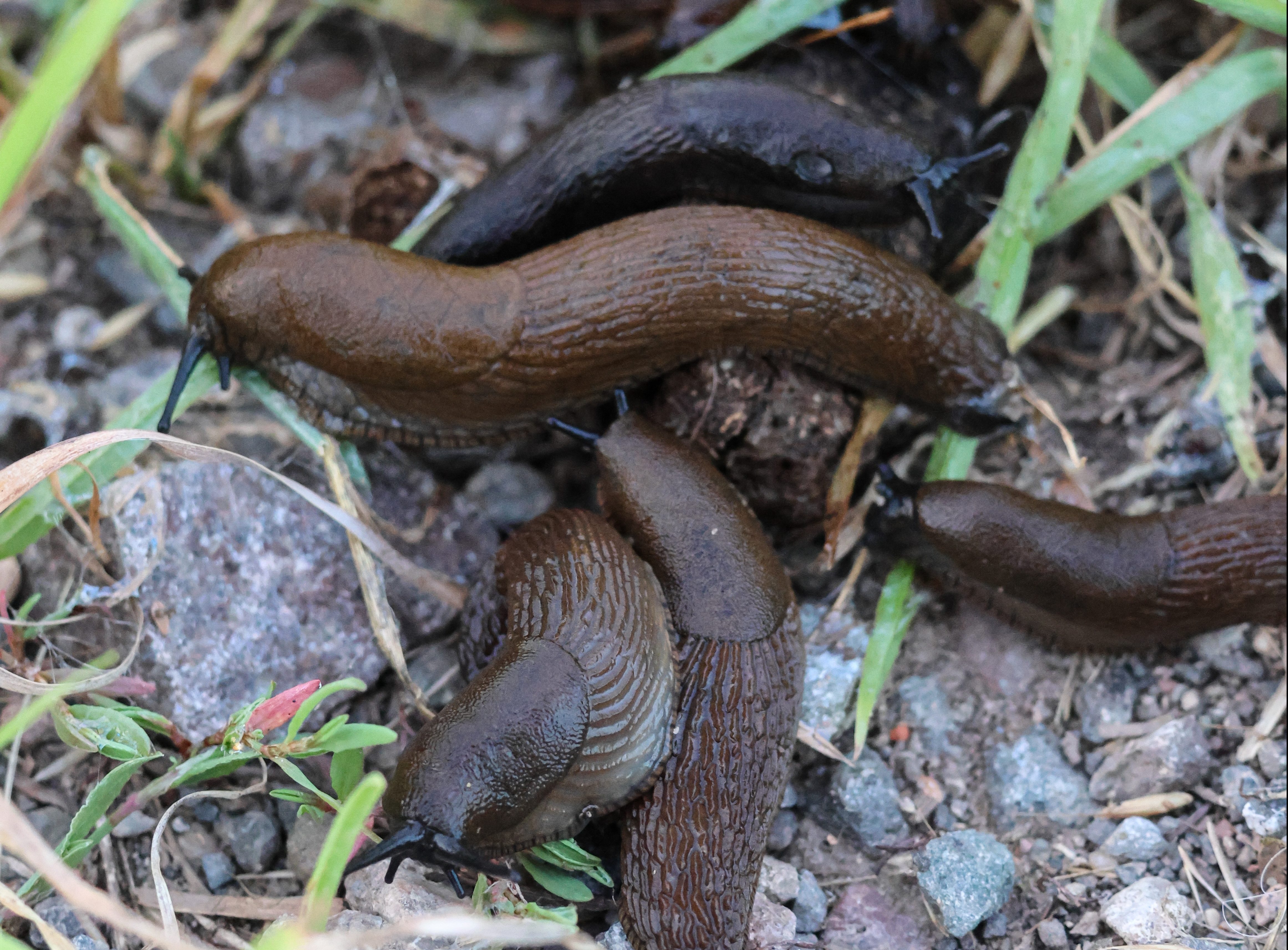 Combatting The Slug Threat Crop Production Magazine   Slugs Are Appearing In High Numbers This Autumn E1697032772367 