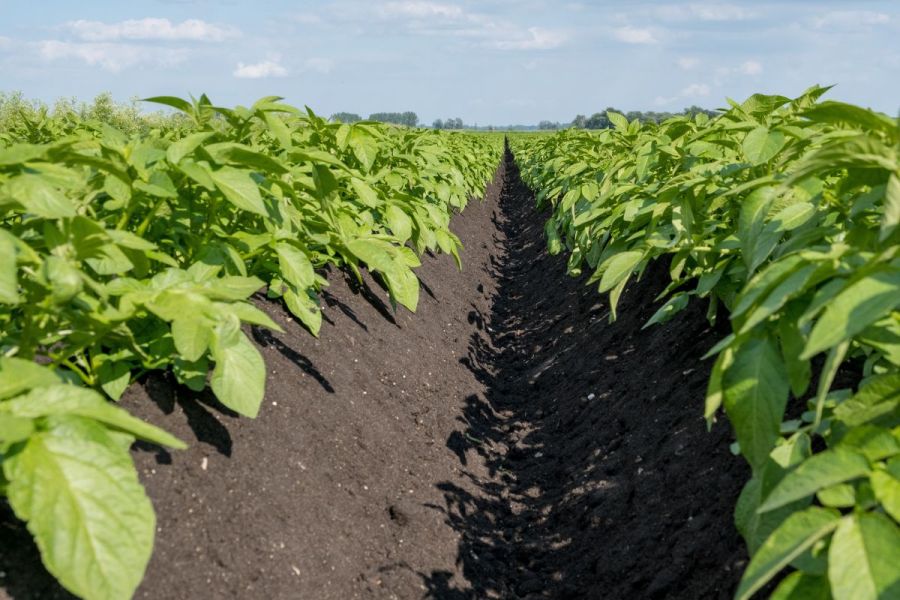 Potato agronomy: Weeding out concerns
