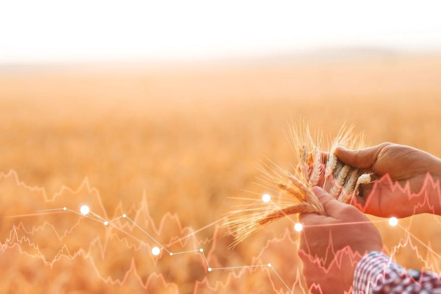 Grain marketing: Feeding the world