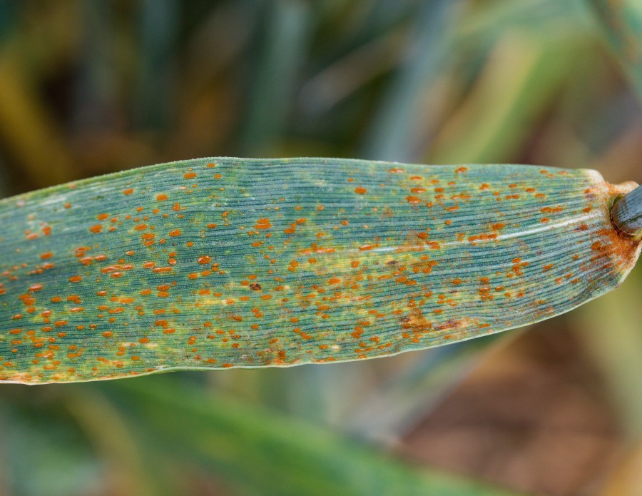 An image of a wheat leaf infected with brown rust, presenting as small brown pustules.