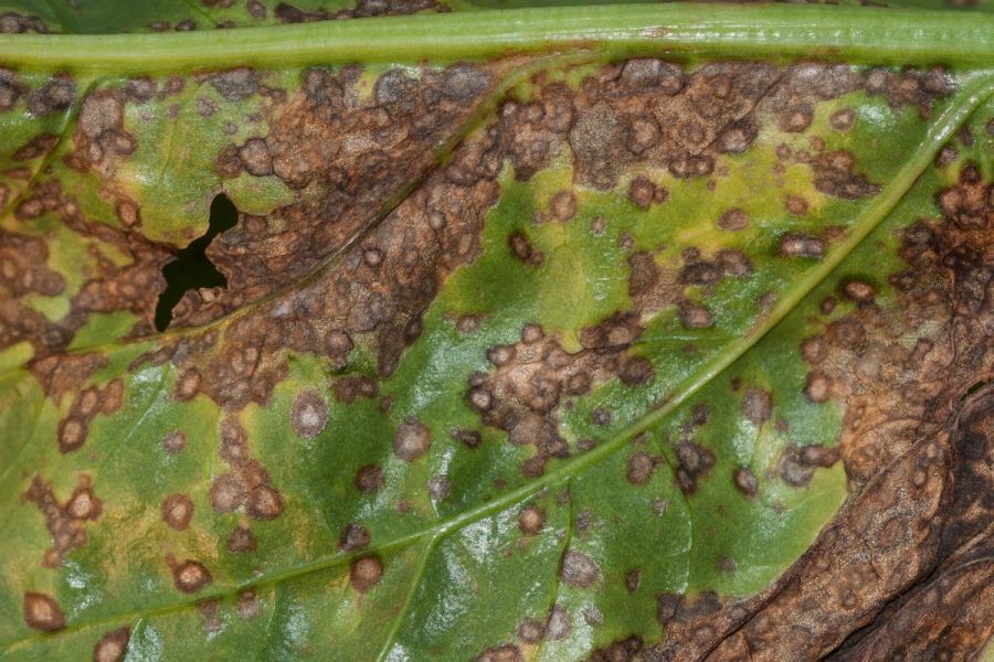 Real Results Roundtable: A cercospora quandary