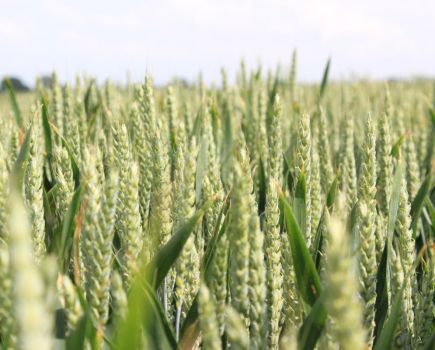 Insider’s View: wheat - An epic reimagining