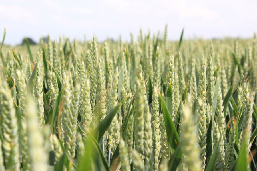 Insider’s View: wheat - An epic reimagining