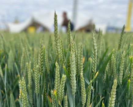 Better buying, better selling: Optimising economic wheat options