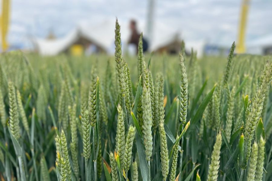 Better buying, better selling: Optimising economic wheat options