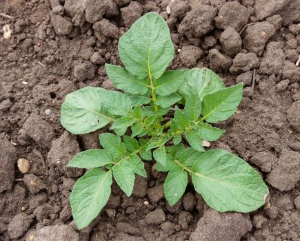 Potato agronomy: Winning the war on volunteers