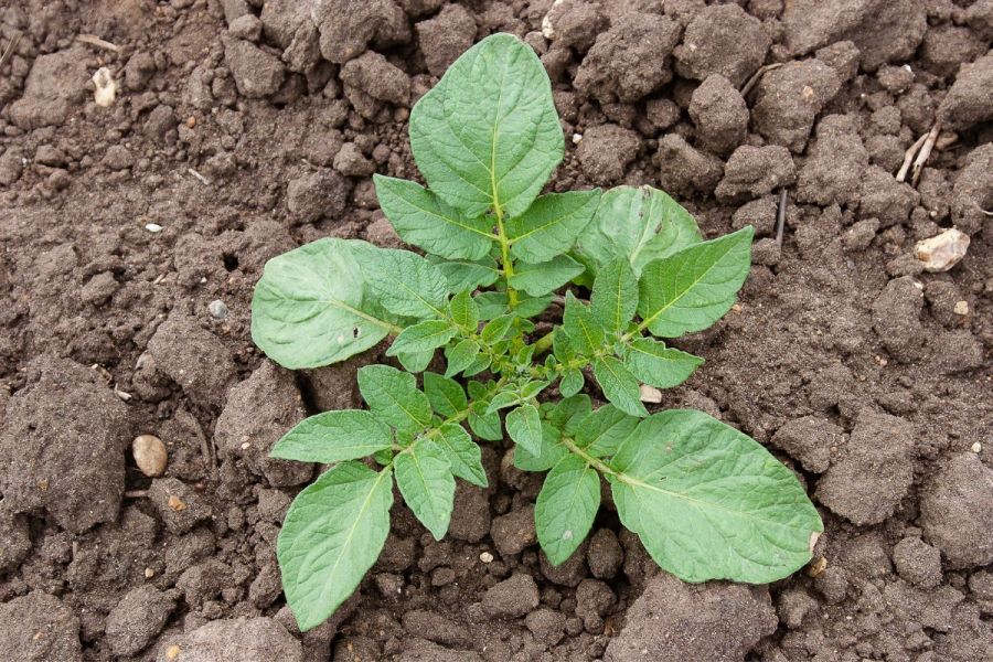 Potato agronomy: Winning the war on volunteers