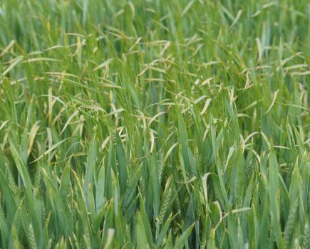 Real Results Roundtable: Battling brome