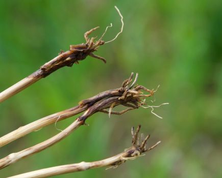 Seed treatments: Avoiding the take-all trap