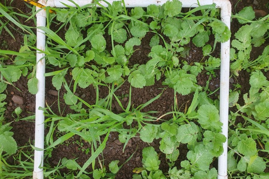 Cover crop establishment: Research insights