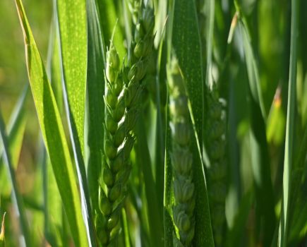 Early drilled wheat: Getting ahead