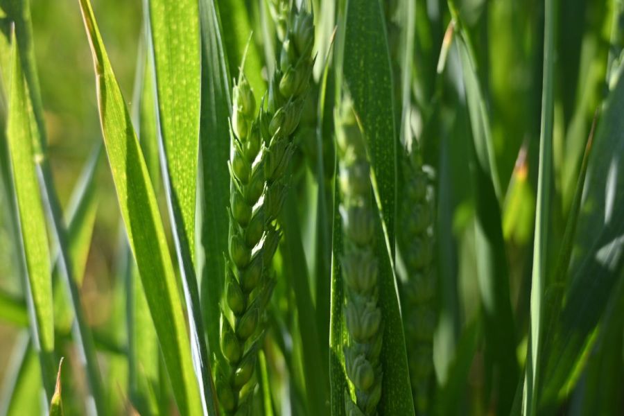 Early drilled wheat: Getting ahead