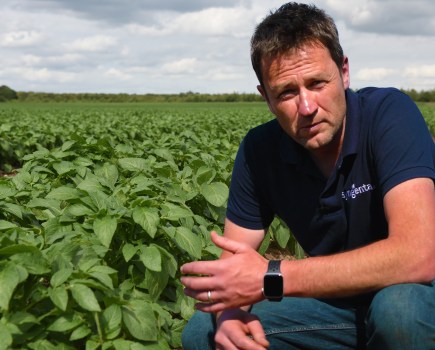 Image depicting a white male crouching infront of a potato crop, pre flowering stage.