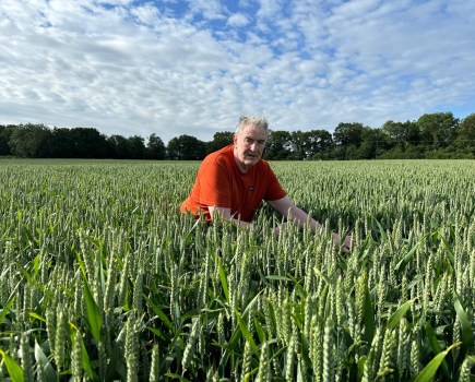 An image of a farmer in an orange t-shirt among a crop of green wheat. The sky is blue with clouds.