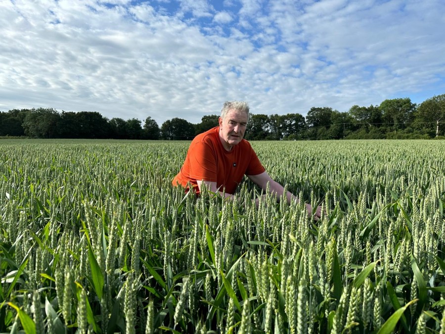 An image of a farmer in an orange t-shirt among a crop of green wheat. The sky is blue with clouds.