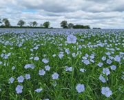 Winter linseed trials: Survival of the fittest