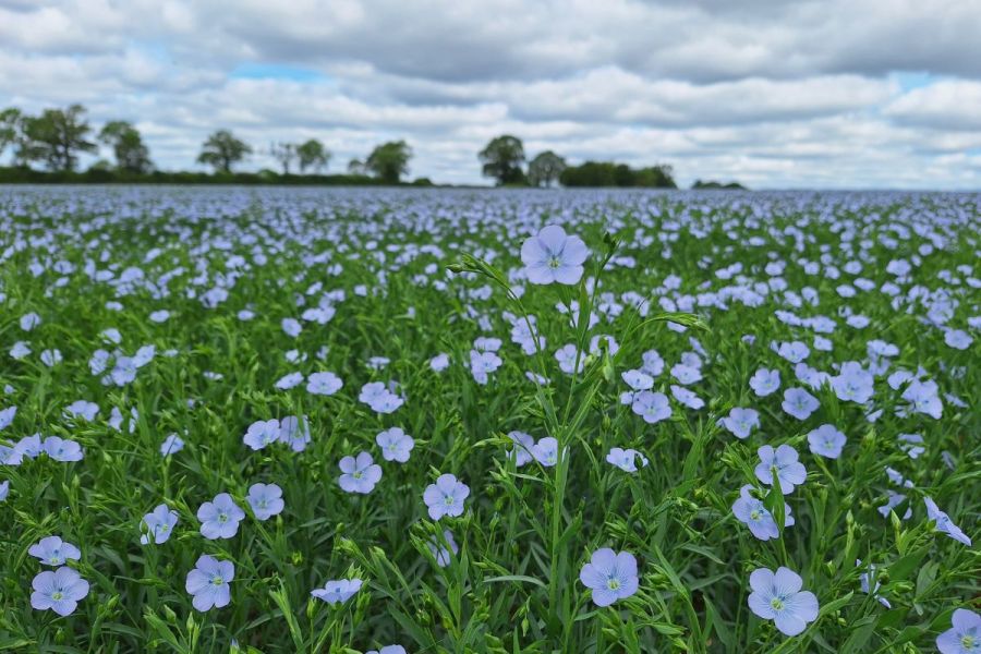 Winter linseed trials: Survival of the fittest