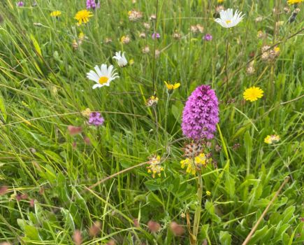 Wildflower meadows: Meadows matter