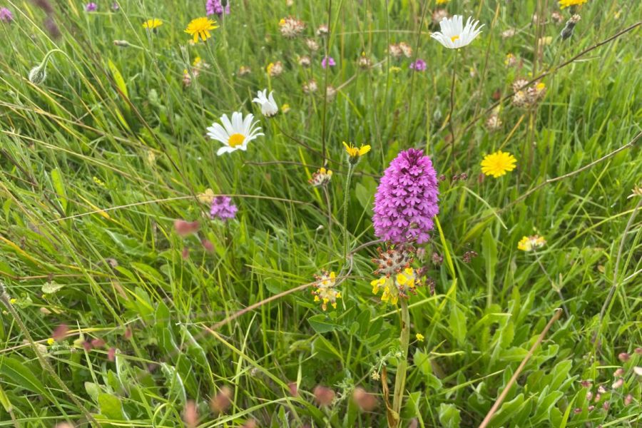 Wildflower meadows: Meadows matter