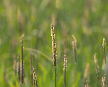 Grassweed control survey: Let the battle commence