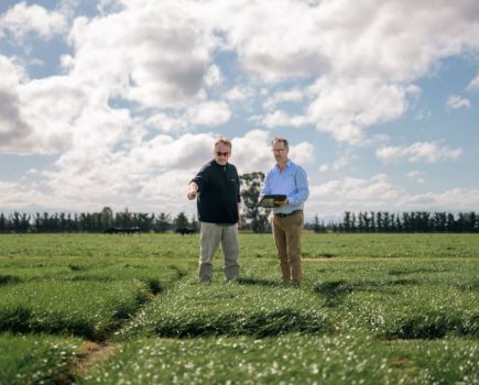 Sugar beet agronomy: Pest-killing grass