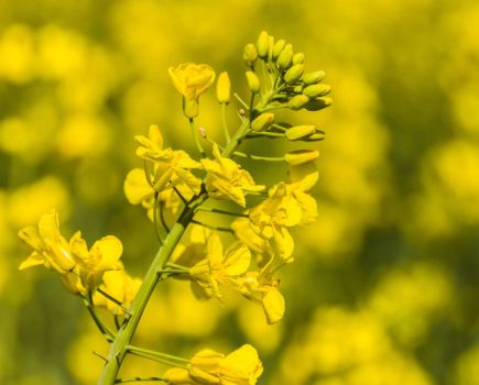 Insider’s View: OSR - Making a splash