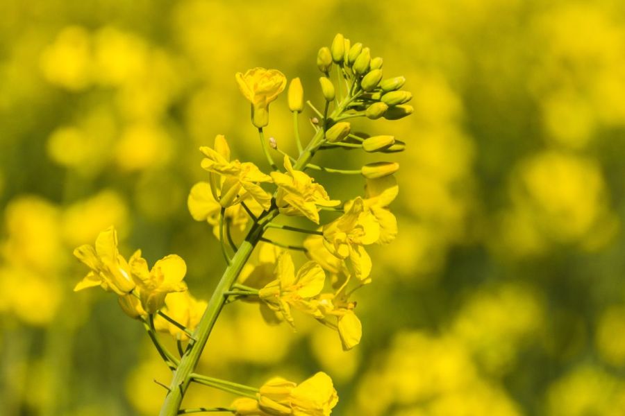 Insider’s View: OSR - Making a splash