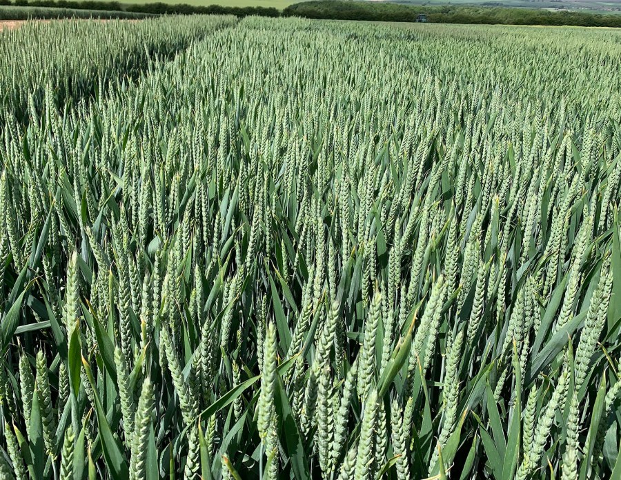 An image depicting a field of green wheat.