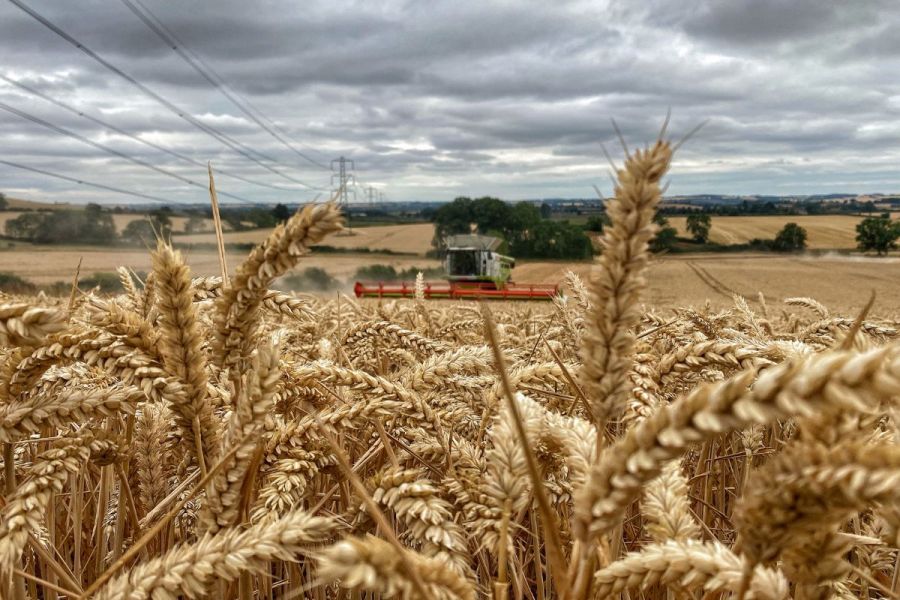 Milling wheat: The quality conundrum