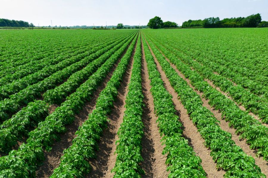 Potato-LITE project: Lowering cultivation intensity