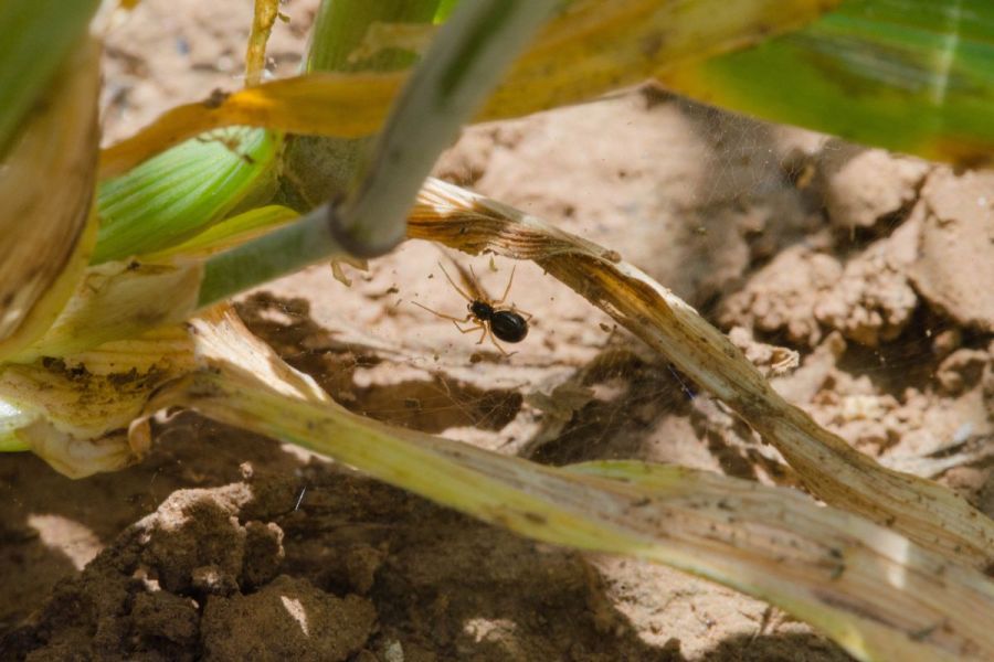 Agricultural spiders: Wonders of the web