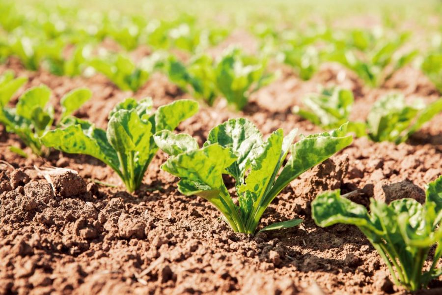 Sugar beet varieties: Compare and contrast