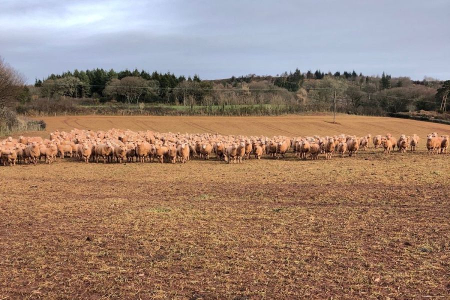 Grazing arable crops: Flocks of benefits