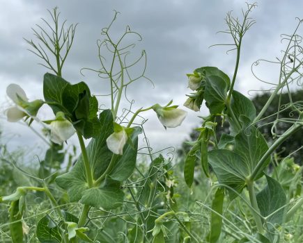 An image of Batist peas.