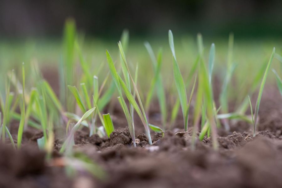 Spring cropping: Widening the windows