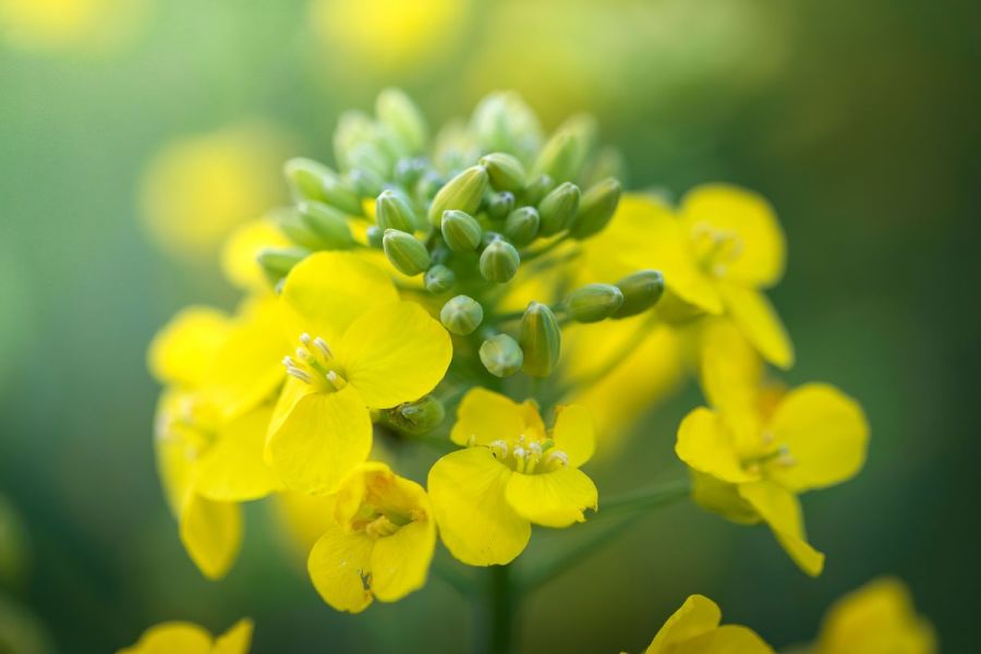 OSR cropping update