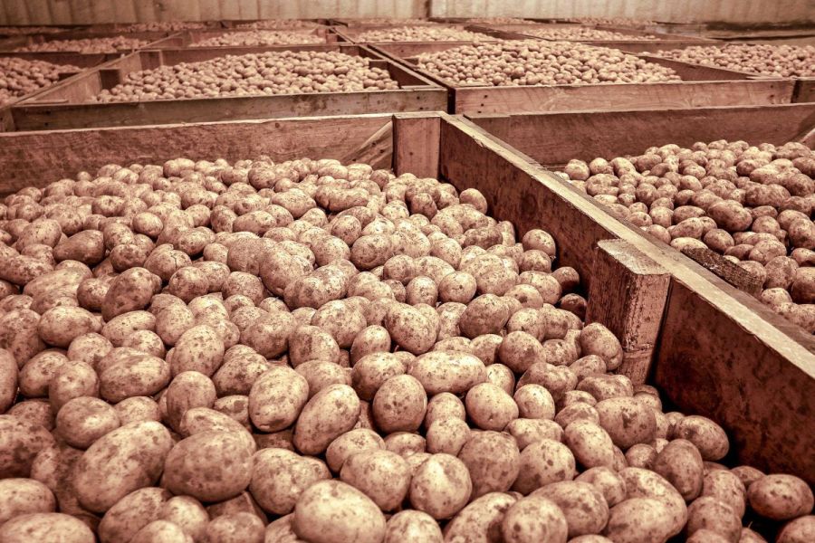 Potato webinars: Storage finesse