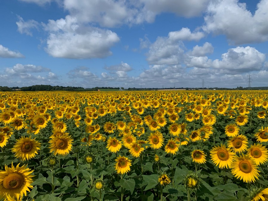 An image of a field of sunflowers against a blue sky with some cloud cover.